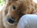 https://commons.wikimedia.org/wiki/File:Dog's_Love.jpg